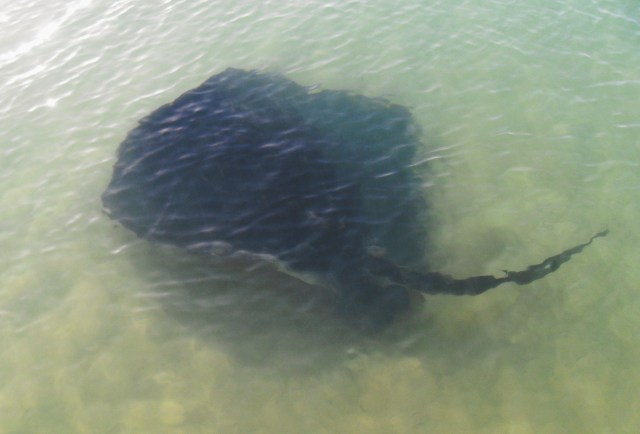 VLUU L210 / Samsung L210