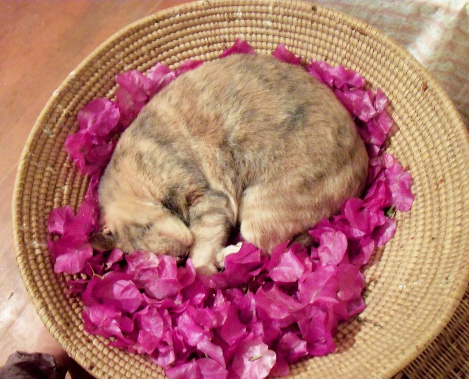 547754_10150691359341866_106098366_n